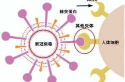 2022新型冠状病毒叫什么名字（2022年病毒叫什么名字）