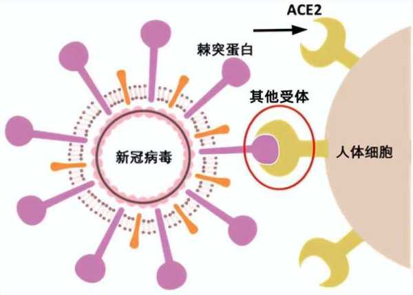 2022新型冠状病毒叫什么名字（2022年病毒叫什么名字）