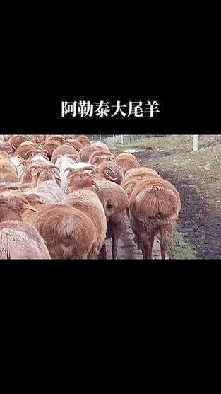 网传阿勒泰牧民的牛羊暴雪中饿死（阿勒泰的羊都是大尾羊吗）
